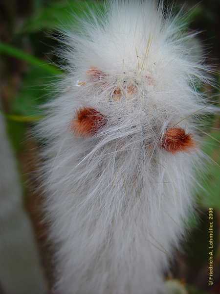 Cleistocactus straussii