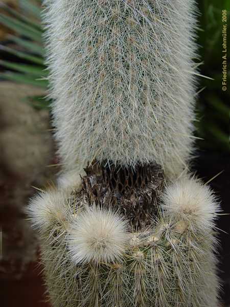 Cleistocactus candelilla