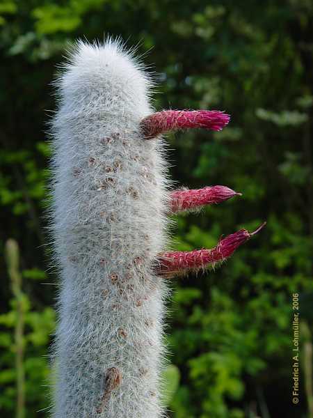 Cleistocactus candelilla