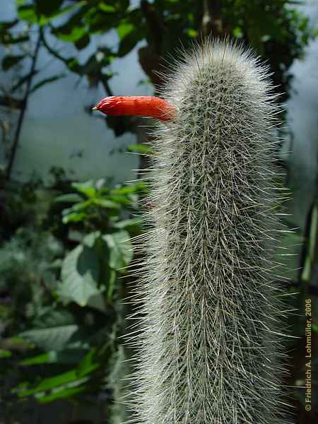 Cleistocactus hyalacanthus, Cleistocactus jujuyensis