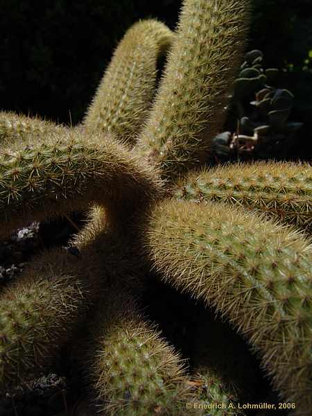 Cleistocactus winteri