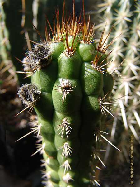 Cleistocactus serpens