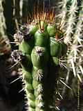 Cleistocactus serpens, Bozicactus sulifer