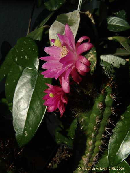 Cleistocactus serpens