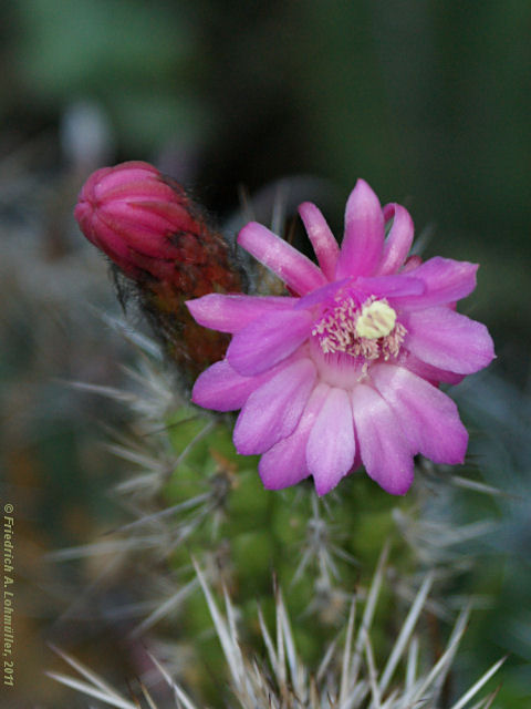 Cleistocactus serpens