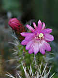 Cleistocactus serpens, Bozicactus sulifer