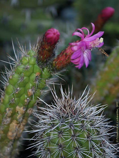 Cleistocactus serpens