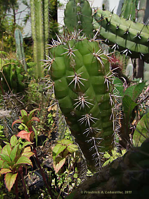 Cleistocactus serpens