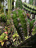 Cleistocactus serpens, Bozicactus sulifer