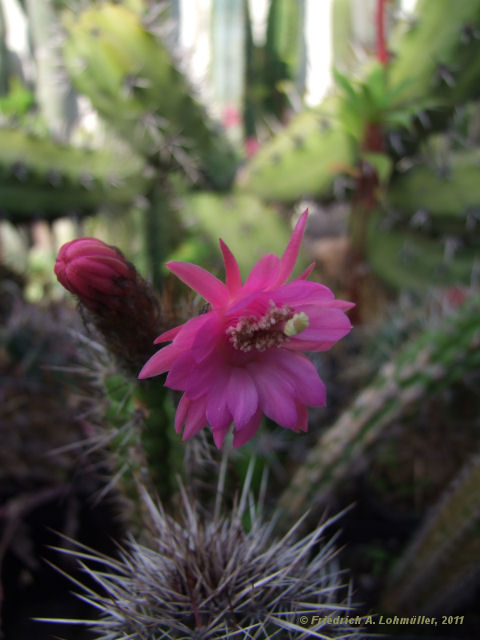 Cleistocactus serpens