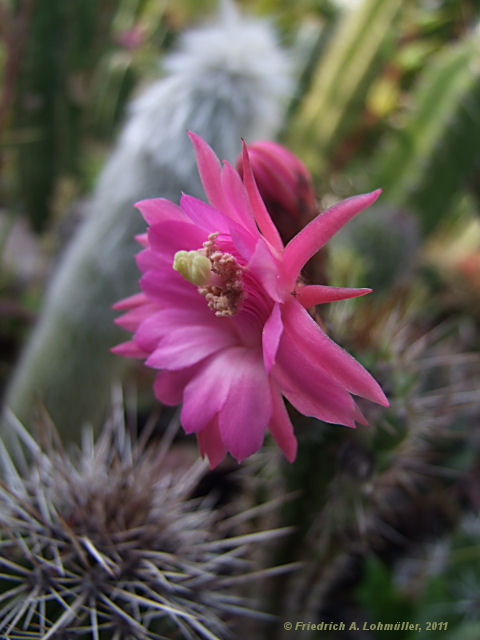 Cleistocactus serpens