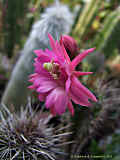 Cleistocactus serpens, Bozicactus sulifer