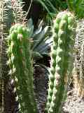 Cleistocactus serpens, Bozicactus sulifer