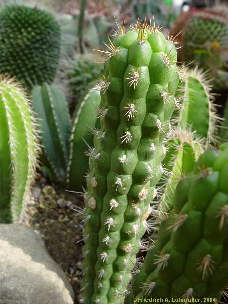 Cleistocactus serpens