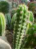 Cleistocactus serpens, Bozicactus sulifer