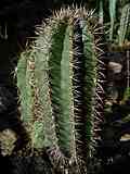 Coleocephalocereus