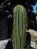 Coleocephalocereus pluricostatus