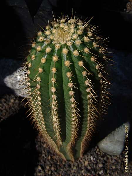 Coleocephalocereus pluricostatus