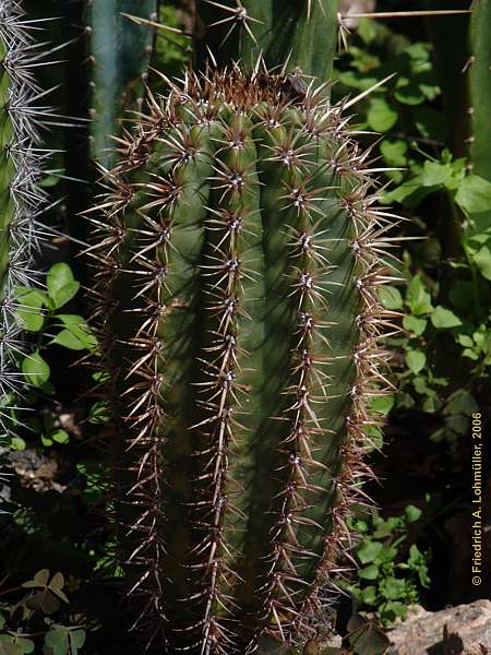 Coleocephalocereus goebelianus