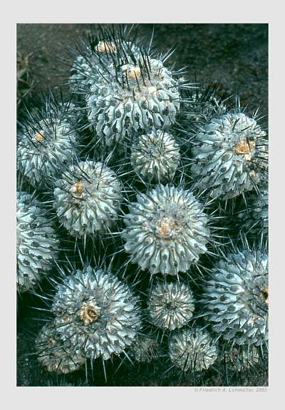 Copiapoa conglomerata