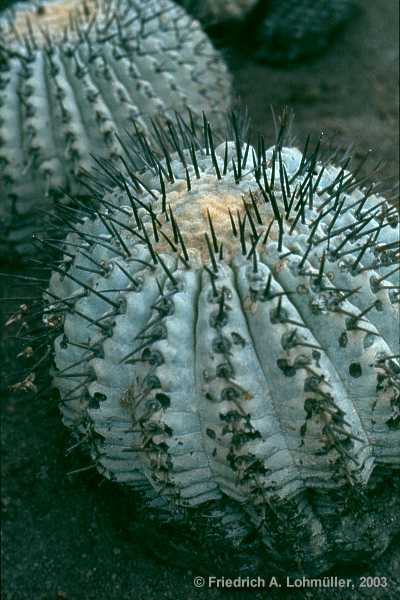 Copiapoa cinera