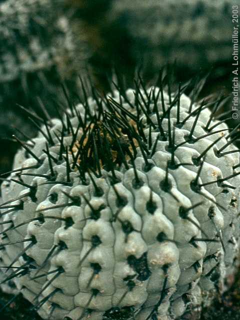 Copiapoa cinera