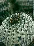 Copiapoa cinera