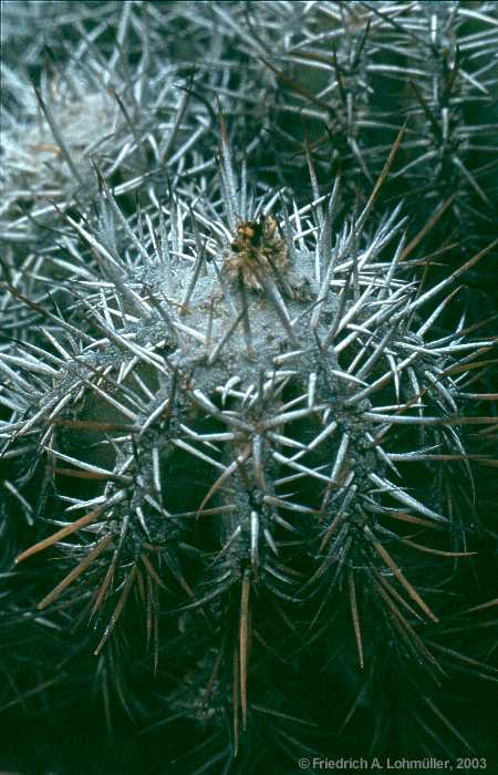 Copiapoa bridgesii