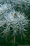 Copiapoa bridgesii