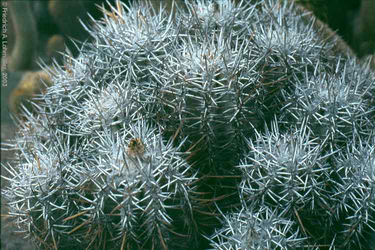 Copiapoa bridgesii