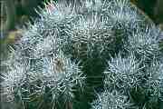 Copiapoa bridgesii