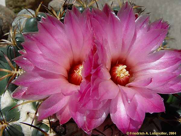 Coryphantha elephantidens