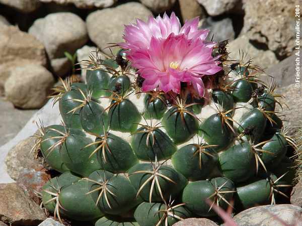 Coryphantha elephantidens