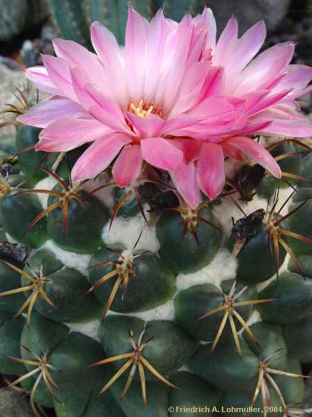 Coryphantha elephantidens