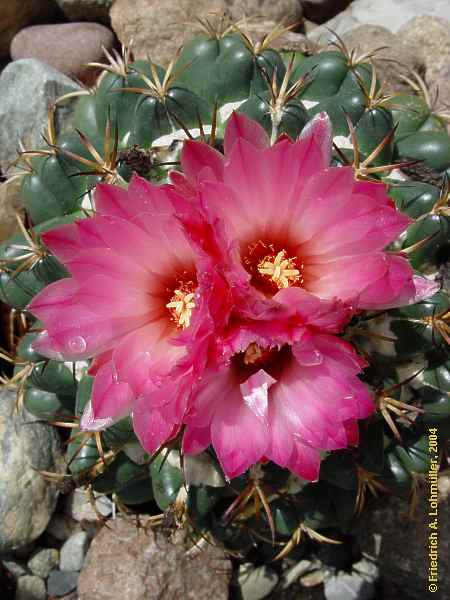 Coryphantha elephantidens