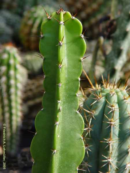 Dendrocereus nudiflorus