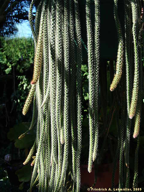 Disocactus flagelliformis, Aporocactus flagriformis