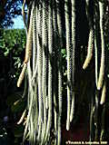 Disocactus flagelliformis, Aporocactus flagriformis