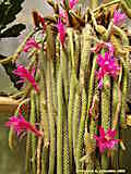 Disocactus flagelliformis, Aporocactus flagriformis