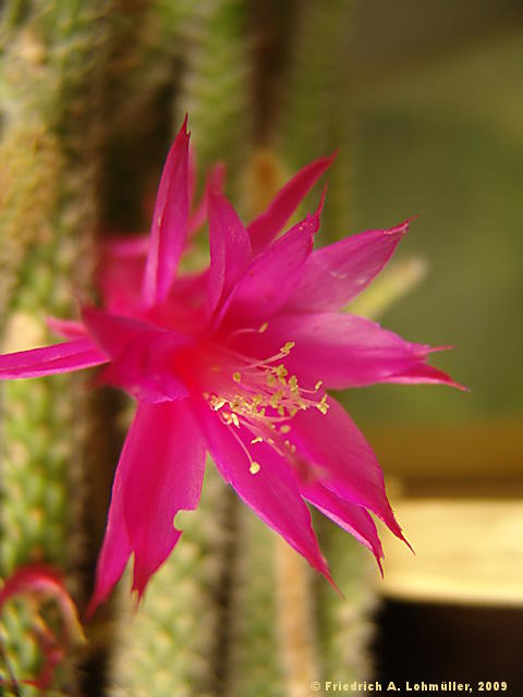 Disocactus flagelliformis, Aporocactus flagriformis