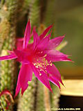 Disocactus flagelliformis, Aporocactus flagriformis