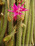 Disocactus flagelliformis, Aporocactus flagriformis