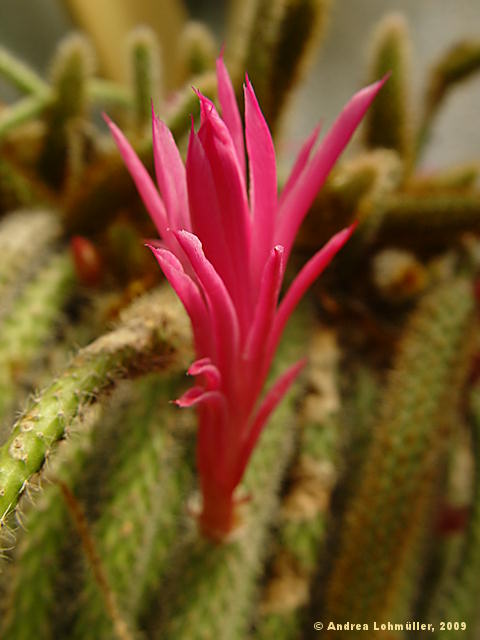 Disocactus flagelliformis, Aporocactus flagriformis