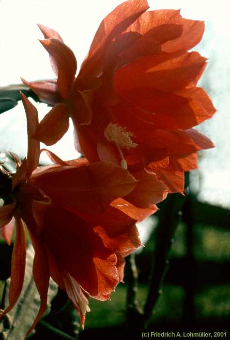 Disocactus ackermannii, Nopalxochia ackermannii