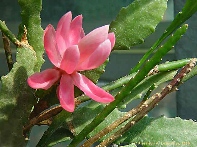 Disocactus phyllantoides, Nopalxochia phyllantoides, Phyllocactus  phyllantoides