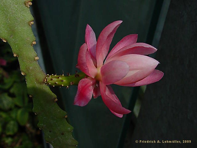 Disocactus phyllantoides, Nopalxochia phyllantoides, Phyllocactus  phyllantoides