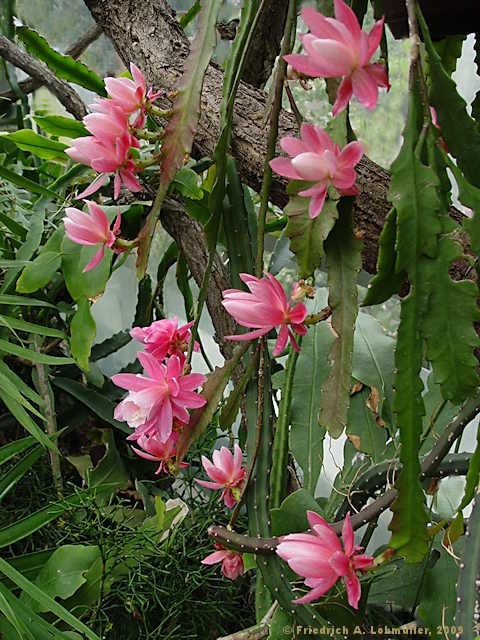 Disocactus phyllantoides, Nopalxochia phyllantoides, Phyllocactus  phyllantoides