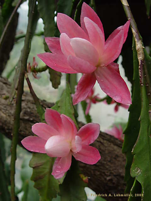 Disocactus phyllantoides, Nopalxochia phyllantoides, Phyllocactus  phyllantoides