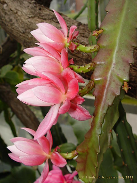 Disocactus phyllantoides, Nopalxochia phyllantoides, Phyllocactus  phyllantoides