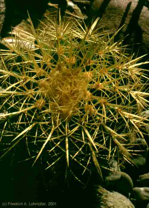 Echinocactus grusonii HILDM.